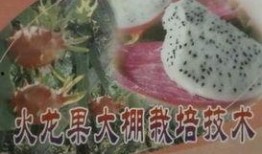 小火龙果爆料视频大全,揭秘幕后真相与精彩瞬间