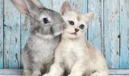 娱乐吃瓜酱猫兔子,揭秘猫兔子背后的趣味故事