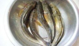 海鲶鱼被爆料视频大全,揭秘网络热点背后的真相